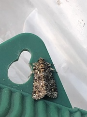 Callopistria latreillei