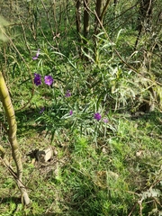 Solanum linearifolium