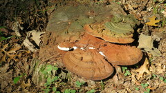 Ganoderma resinaceum