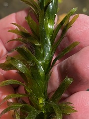 Egeria densa