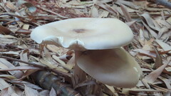 Infundibulicybe geotropa