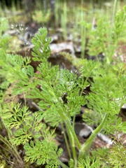 Daucus glochidiatus