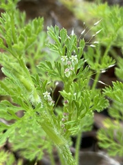 Daucus glochidiatus
