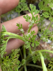 Daucus glochidiatus