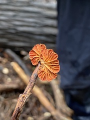 Anthracophyllum archeri