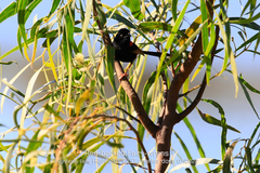 Malurus melanocephalus