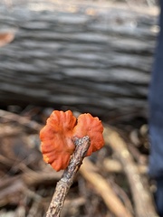 Anthracophyllum archeri