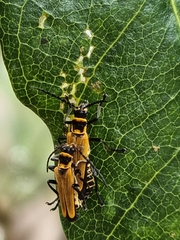 Chauliognathus flavipennis