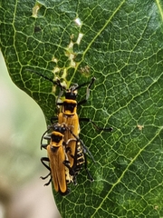 Chauliognathus flavipennis