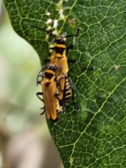 Chauliognathus flavipennis