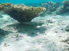 Parapercis clathrata