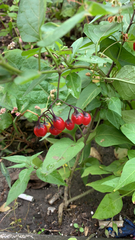 Solanum dulcamara