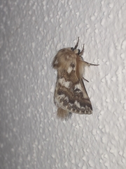 Thaumetopoea herculeana