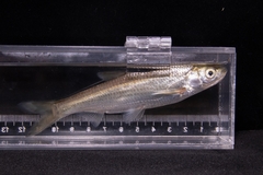 Hemiculter leucisculus