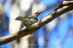 Sphecotheres vieilloti