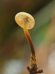 Heimiomyces fulvipes