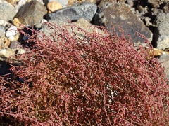 Eriogonum nidularium