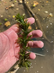 Egeria densa