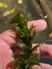 Egeria densa