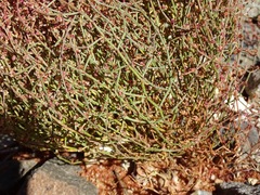 Eriogonum nidularium