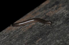 Diplopoda