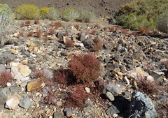 Eriogonum nidularium