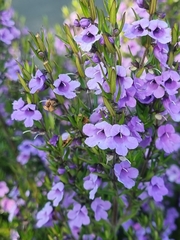 Prostanthera scutellarioides