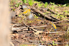 Melithreptus lunatus