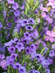 Prostanthera scutellarioides