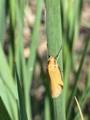 Philobota protecta