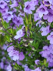 Prostanthera scutellarioides