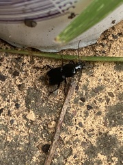 Carabidae