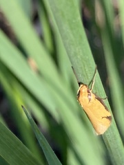 Philobota protecta