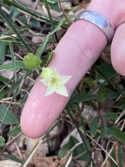 Billardiera scandens