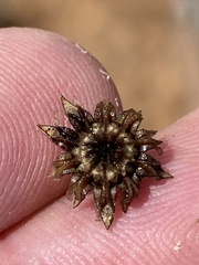 Leipoldtia schultzei