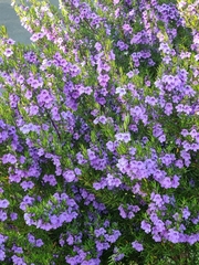 Prostanthera scutellarioides