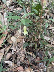 Billardiera scandens