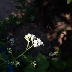 Florestina tripteris