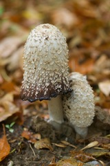 Coprinus