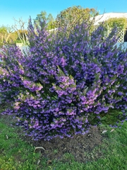 Prostanthera scutellarioides