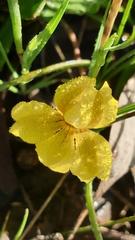 Goodenia arguta