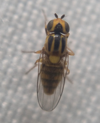 Chlorops