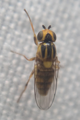 Chlorops