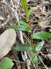 Hibbertia amplexicaulis