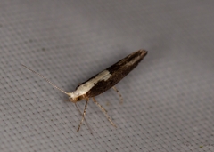Argyresthia pulchella