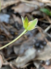 Hibbertia amplexicaulis