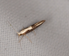 Argyresthia pulchella