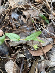 Hibbertia amplexicaulis