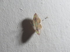 Hypochrosis hyadaria