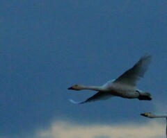 Cygnus columbianus bewickii